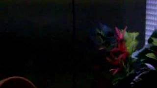 Aggressive wolf cichlid attacks my 4 yr old daughter