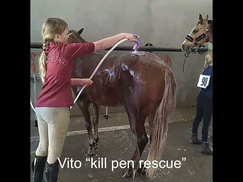 (SOLD) Vito- our kill pen rescue pony. From dangerous to being handled and ridden.