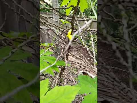 Kakara plant next video
