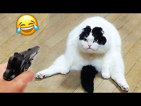 Naughty animals will make you laugh so hard 😂