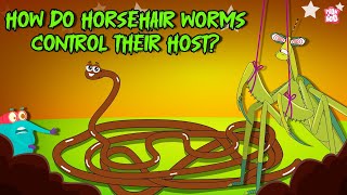 Deadliest Parasite | How Do Horsehair Worms Control their Host? | Mind Controlling Parasite | Binocs
