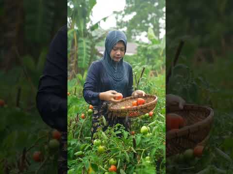 Red Tomatoes in the Rain - A Muslimah's Harvest #rain #rainharvest #muslimahinnature #asmrrain