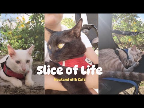 Slice of Life 10 ✿ Weekend with Cats | Fur Mom Duties | Purrfect Weather for Sunbathing
