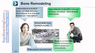 Rapid Learning: Skeletal and Skin - What are Bones?
