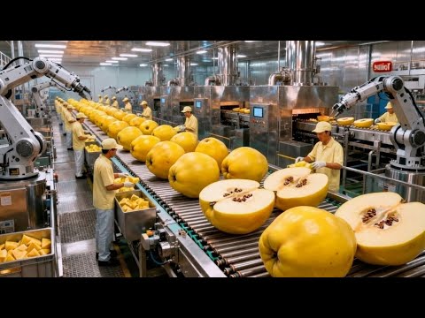 Inside a Modern Quince Factory: From Fresh Quince to Golden Fruit Jelly (Full Process)