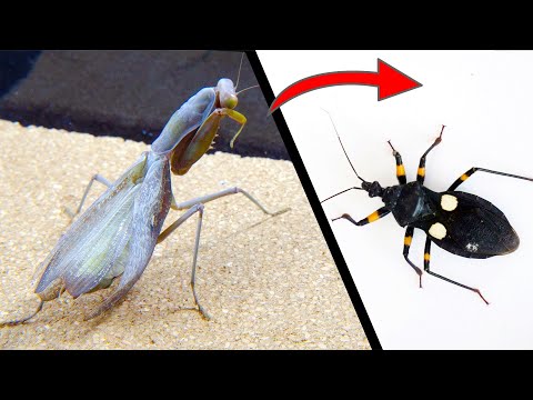 When a disabled mantis meets a hungry assassin bug，What will happen?