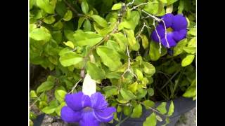 #flower #flowers #view #views #nature #natural #tag4like #like4like