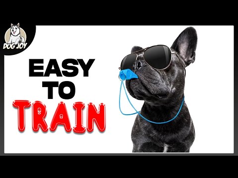 The Ultimate Guide to the Most Trainable Dog Breeds