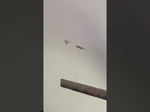 Caught on Camera,Lizard Strategizes Wild Attack on Spider #viral #funny #shorts #funnyanimals #duet