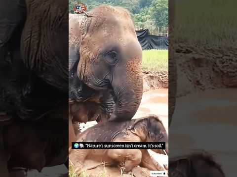 animals | 🐘🌍 Nature’s Sunscreen Secret” #animals #viral #shorts