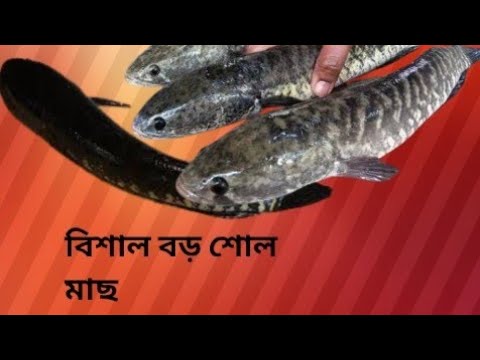 অনেকদিন পরে রাত্রে মাছ ধরলাম#বিশাল #শোলমাছ #শেষ পর্যন্ত দেখবেন#amar   #share #foryou