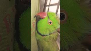 Alok Mithu #maintota #kahaniya #videoforkids #gaane #balgeet
