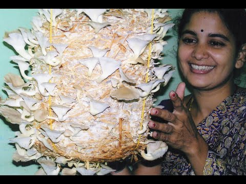 MAHAGRO INDIA, Successful Cultivation of MUSHROOMS @ HOME. Join & Earn from Home or Farm 9930366649