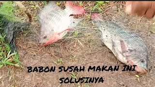 MANCING JARING HORDENG SOLUSI KETIKA IKAN NILA BABON SUSAH MAKAN#pancingjaring