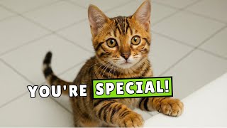When a Cat Does These 10 Things, You’re Special to Them