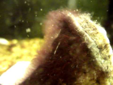 Black Hair Algea in my Aquarium