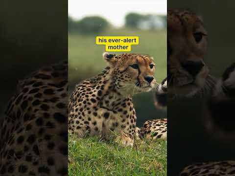 👉 Cheetah Cub’s First Lesson: Stay Alert or Stay Prey 🐆👀