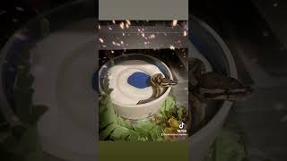 Ginger Pied Ball Python
