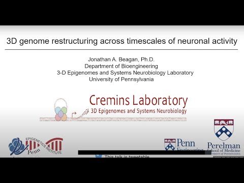 3D Genome Restructuring Across Timescales of Neuronal Activity