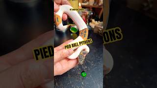 Pied ball pythons are easily recognized! #molinarosnakelab #reptiles #python #piedballpython #shorts