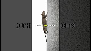 How Ancient Romans Kept Rodents Out Of Grain Storages ?