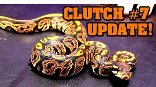 Clutch #7 update!!!  Black pastel banana x normal!  Baby ball pythons!