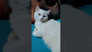 mera dil ye pukare aaja !! viralcatsong#shortsvideo#shorts#ytshorts#funny#fyp#reels#youtubeshorts