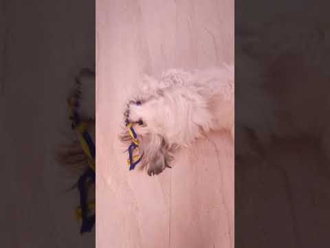 Casper's Play time #cuteness_overload #puppy #puppylife #casper #shorts #trending #viralshorts