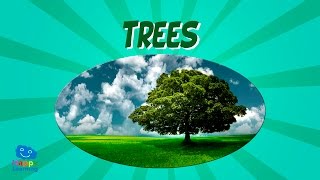 Trees | Educational Video for Kids