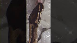 🤍✨#piedballpython (reposted & edited vid)#snake #viral #shorts #foryou #reptiles #animals #fypシ