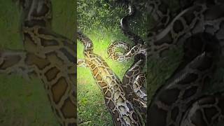 Looking for a 20 foot python in the Everglades! #crazy#snake#alligator#crocodile#wildlife#animals