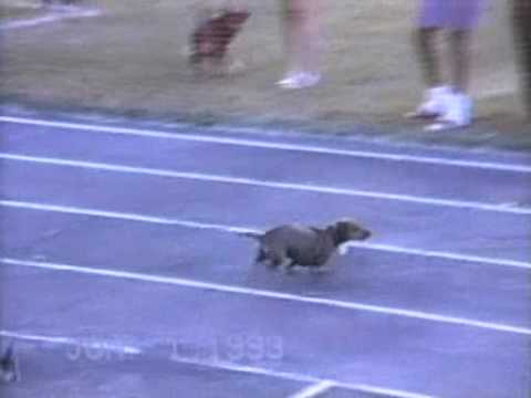 The Smaller the Dog the Easier It Gets [from