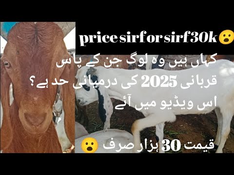 قیمت صرف 30 ہزار؟ خوبصورت بکرے سستی قیمت میں۔ نئی اپڈیٹ لالوکھیت بکرے منڈی۔ 20 فروری 2025