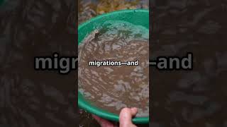 Gold Rush Sites You Can Still Visit Today! #goldrushhistory #goldrushtowns #visitgoldrushsites #gold