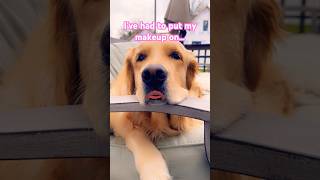 BESTIES 💕 #dog #dogshorts #dogsoftiktok #dogsofinstagram #dogstagram #doglife #doglover #funny