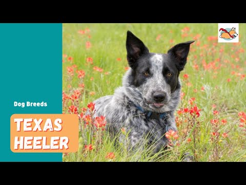 Texas Heeler: All You Need To Know About This Loyal Herding Dog!