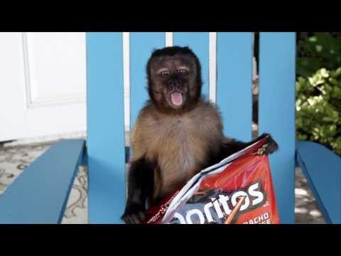 Hangover 2 Monkey as Doritos Steve - Outtakes