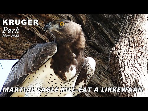 Kruger Park: Martial Eagle killed a Likkewaan