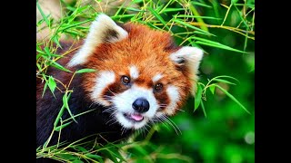 かわいい動物　おしえて？　野生動物のドキュメンタリー　Cute animals, tell me?　Wildlife Documentaries