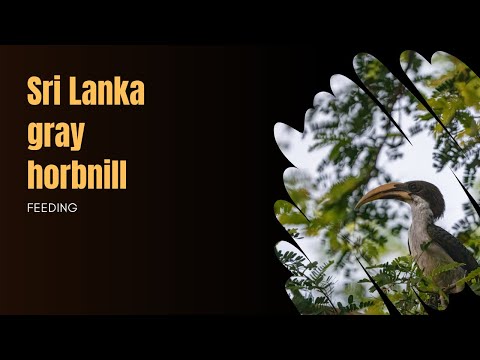 Endemic Sri Lanka Gray Hornbill ASMR (4K)