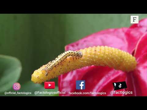 Episode 2| Wildlife Facts | Do you love honey? If you do, you need to watch this!!