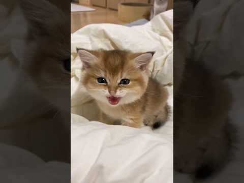 Cat 🐈 & cute baby 🐥 laughing 🤣 video #baby #cat #monkey #funnyvideos #comedyvideos #shorts