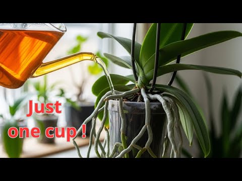 This is what makes my orchids keep growing roots nonstop - I was truly amazed !