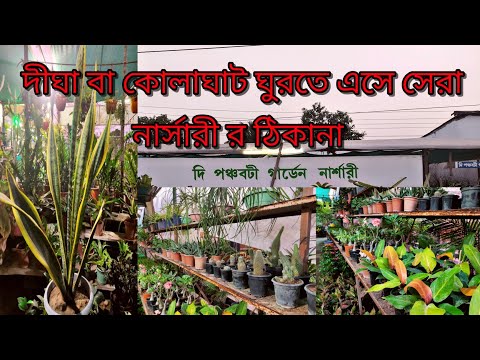 Kolaghat Nursery 2023 . Indoor Plant কোলাঘাট নার্সারী সেরা ঠিকানা।