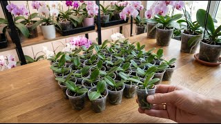Don't waste money buying seedlings - Propagate orchids at home this way.