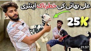 Bakra Mandi Se Bhi Sasta Bakra Bakri 🐐 | Shoqeen Logon k Liye Behtareen Moqa!