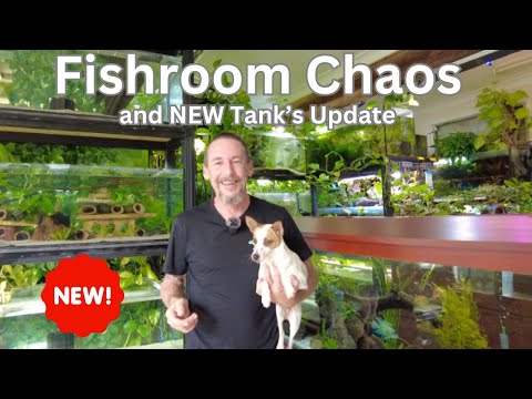 Fishroom Chaos and NEW Tanks Update