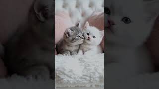 Love ❤️ #cutecatskittens #littlekitty #kitten #cutecat #positive #positivevibes