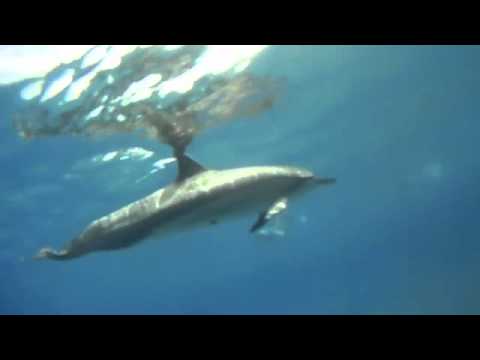 [XP] Hawai'i Dolphin Swim