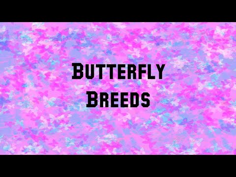 Butterfly Breeds Part 2